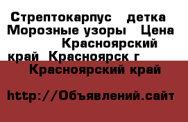 Стрептокарпус ( детка) Морозные узоры › Цена ­ 130 - Красноярский край, Красноярск г.  »    . Красноярский край